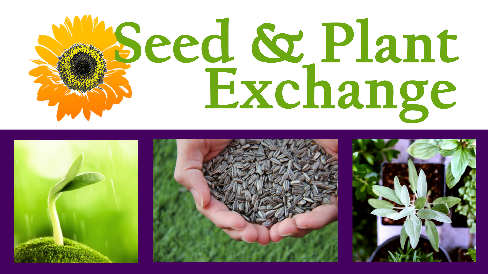 Image show an orange sunflower at the top with the words "Seed & Plant Exhange" in elegant green font. The bottom half of the image shows a trio of images in a deep purple background: a bright green seed sprout glistening in the sun, many seeds cupped in two hands, and several small potted plants.