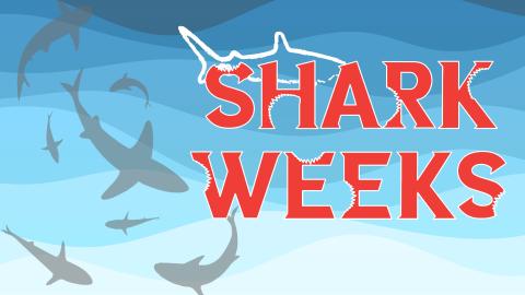 Image reads "Shark Weeks" against a blue wavy background. Silhouetted sharks are to the left of the title.