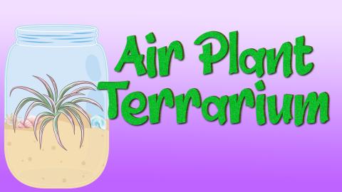 Image reads "Air Plant Terrarium" against a gradient background. A mason jar with sand, an air plant, and seashells is to the left of the title.