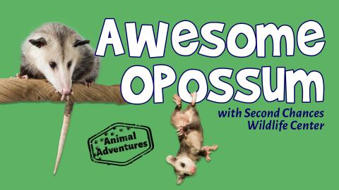 Image reads "Awesome Opossum with Second Chances Wildlife Center" against a green background. A baby opossum is hanging off the title and to the left of the title is a branch with an adult opossum.
