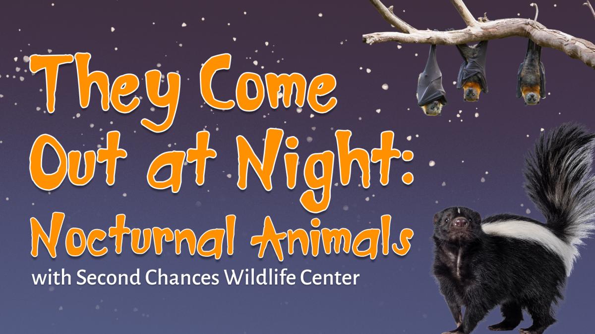 Image reads "They Come Out at Night: Nocturnal Animals with Second Chances Wildlife Center" against a nighttime background. To the top right of the title is a branch with 3 bats hanging off it and a skunk under the branch. 